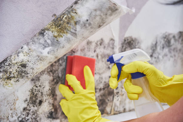 Best Air Quality Testing for Mold Spores  in Saddle Rock, NY